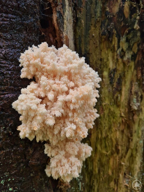 Das zweite Foto zeigt einen Tannenstachelbart (Hericium flagellum), der an einem stehenden, morschen Baumstamm wächst. Der Pilz ist cremefarben und bildet dichte, herabhängende, stachelartige Verzweigungen.