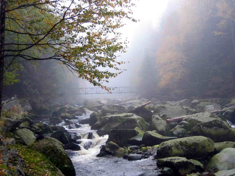 Flyer/Grafik zum Event: Fotoworkshop im Nationalpark Šumava mit Steffen Krieger am So., 14.06.2026 ab 18:00 Uhr
