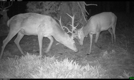 Luchs, Hirsch, Auerhuhn und Co. - Wildes Treiben am Wurzelteller