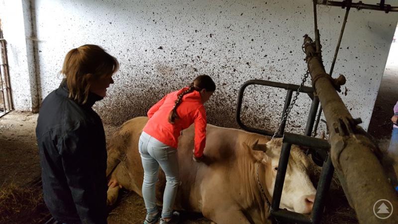 Die trächtige Kuh „Molli“ wurde von den Kindern besonders fürsorglich angefasst