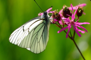 Nationalpark und Landkreis laden Schulklassen zum Filme schauen ein