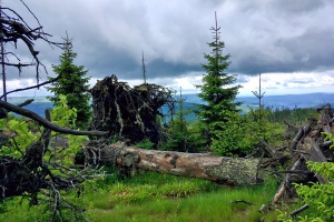 Naturschutzwälder tragen zum Klimaschutz bei