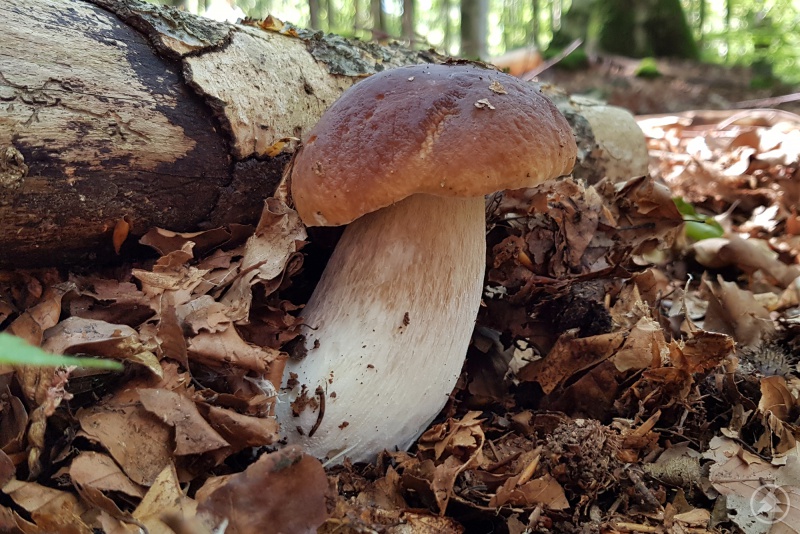 Der höchste Wert, der im Rahmen der Studie bei Steinpilzen gemessen wurde, lag bei 601 Bq/kg.