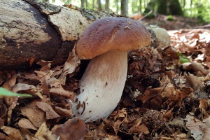 Pilze im Nationalpark noch immer radioaktiv belastet