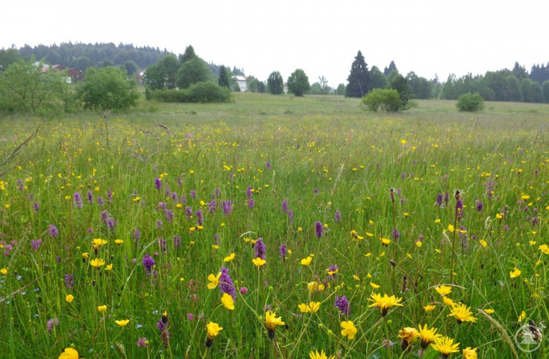 Moorwiese mit einem Großbestand an Knabenkräutern bei Philippsreut