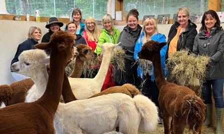 Alpakas machen alles gemeinsam und geben Dir Ruhe