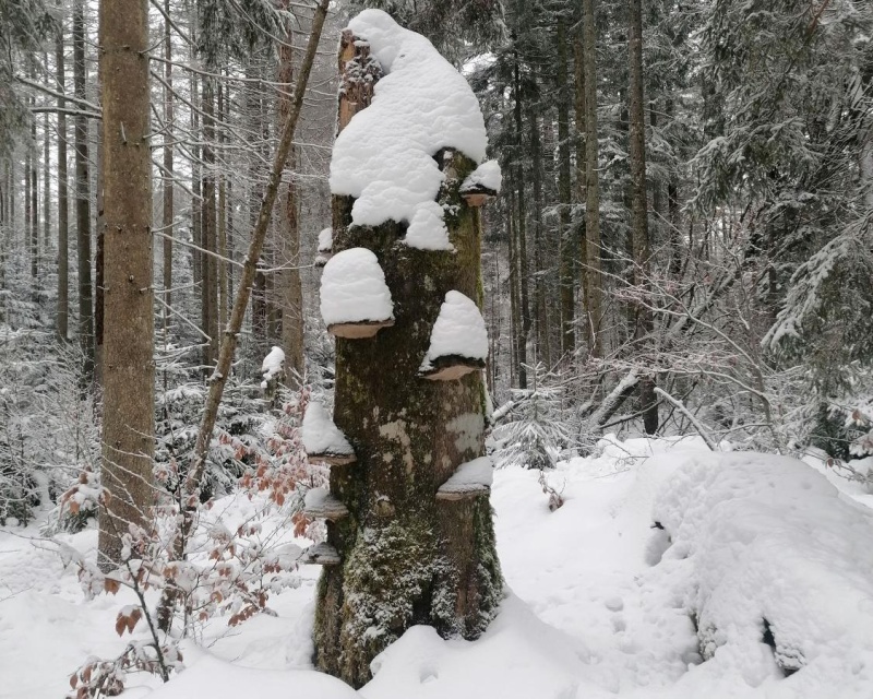 Flyer/Grafik zum Event: Winterwanderung um den Hohen Fels am Mo., 15.01.2024 - Mo., 01.04.2024 von 11:30 bis 14:30 Uhr