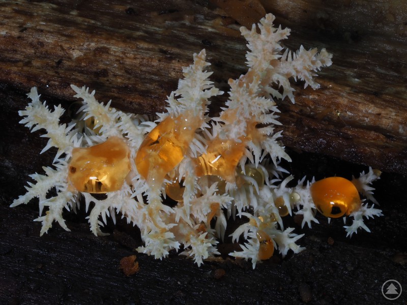 Buchenstachelbart (Hericium coralloides). Auf dem ersten Foto ist ein Buchenstachelbart (Hericium coralloides) zu sehen. Der Pilz wächst an einem Stück Totholz und bildet auffällige, korallenartige, weiße Verzweigungen mit einzelnen goldgelben Tropfen.