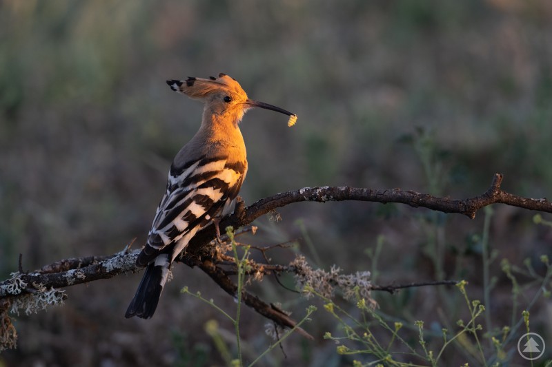 Orange-schwarzer Blickfang: Der seltene Wiedehopf ist in Bayern wieder auf dem Durchzug zu sehen. Ein Wiedehopf sitzt auf einem Ast im warmen Abendlicht und hält Futter im langen Schnabel. Die markante Federhaube und das orange schwarz gemusterte Gefieder sind gut zu erkennen.