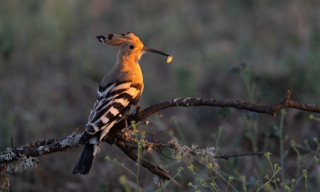 Wiedehopf wieder in Bayern gesichtet: LBV bittet &uuml;ber Ostern um Meldungen