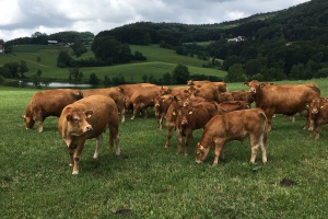 Ilzer Land Weiderind-Projekt vorgestellt