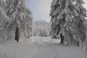 Naturschutzgebiet am Dreisessel – Die Balz- und Brutzeit der Auerhühner beginnt