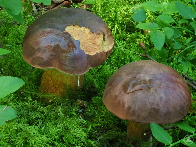Maronen sind generell höher belastet, da sie aufgrund vorhandener Pigmente das Cäsium stärker binden.
