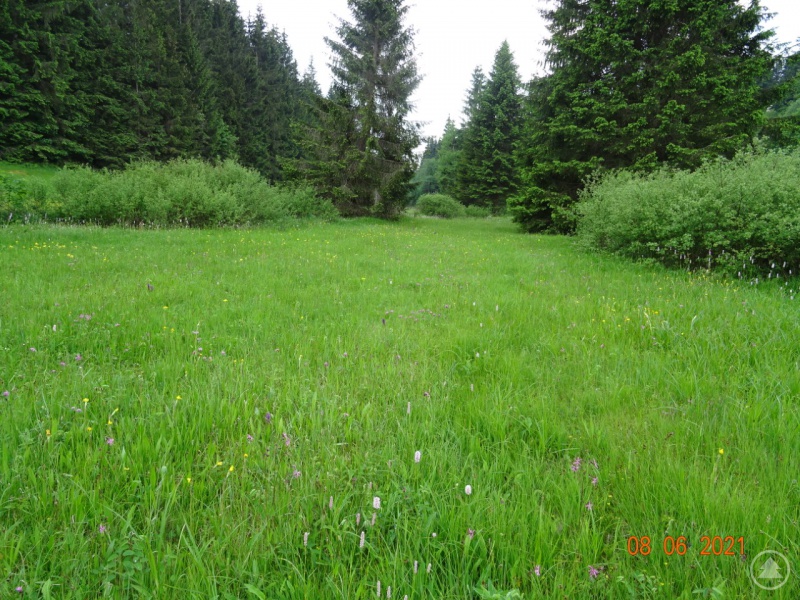 artenreiche Waldwiese am Saußbach in der Nähe von Herzogsreut