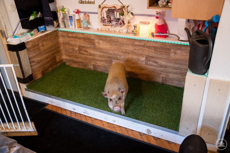 Das Schweineklo mit Ablauf