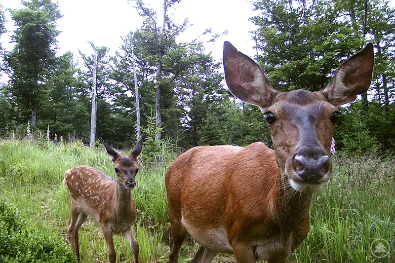 140 Fotofallen liefern im Nationalpark Bayerischer Wald wichtige Daten über die Entwicklung der Huftierpopulation. (Foto: Nationalpark Bayerischer Wald)