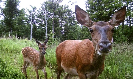 Nationalparke zählen Huftiere