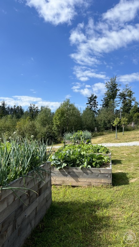 Das erste Bild zeigt ein sonniges Gartenbeet mit verschiedenen Gemüsepflanzen, darunter Zwiebeln und Kohlarten. Im Hintergrund sind Bäume, Büsche und ein geschotterter Weg zu sehen.