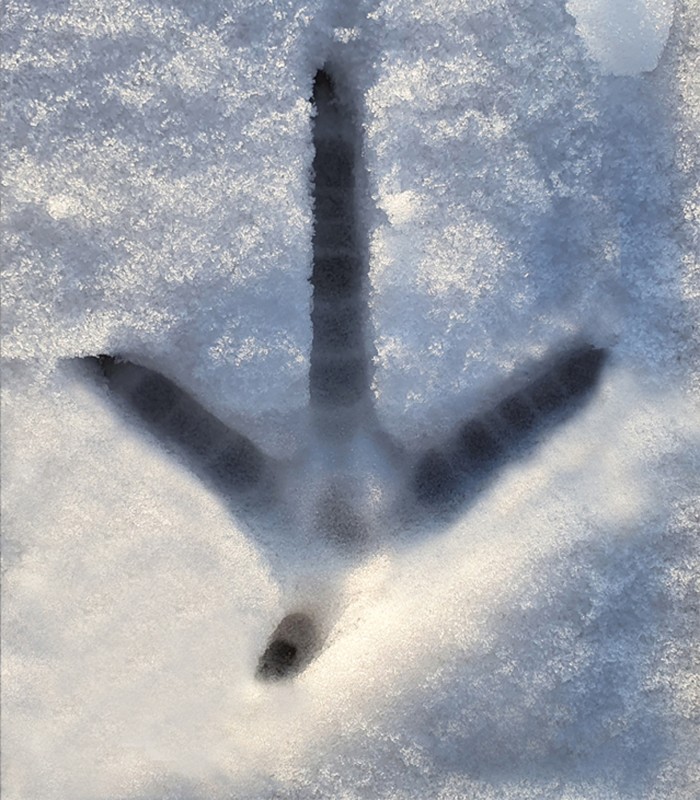 Flyer/Grafik zum Event: Vogelspuren entdecken und verstehen am Do., 12.03.2026 ab 18:30 Uhr