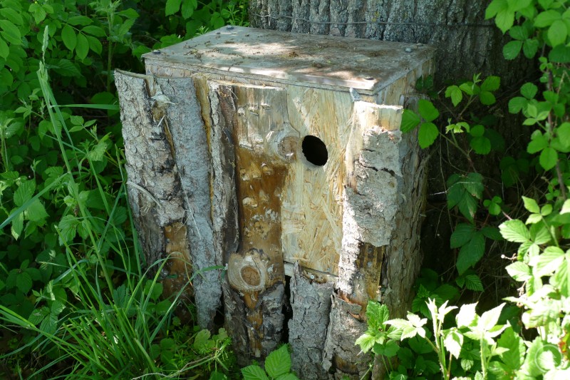 Mit speziellen Nistkästen unterstützt der LBV den Wiedehopf bei der Rückkehr nach Bayern. Ein Nistkasten aus Holz steht gut getarnt am Fuß eines Baumes zwischen dichtem Grün und soll dem Wiedehopf als Bruthilfe dienen.