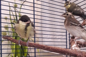 Rathaus-Mitarbeiterinnen retten zwei Fundküken aus Schacht