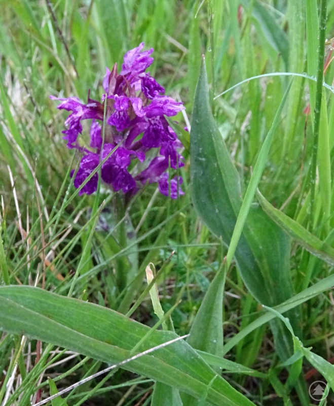 : breitblättriges Knabenkraut, im Vordergrund Blätter der niedrigen Schwarzwurzel (ähnlich denen des Spitzwegerichs), beide Arten sind Besonderheiten auf Extensivwiesen