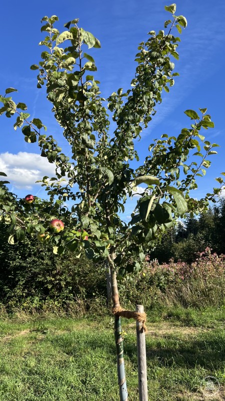 Auf dem zweiten Bild wächst ein Apfelbaum mit mehreren rot-grün gefärbten Äpfeln. Die Blätter sind kräftig grün, und im Hintergrund erstreckt sich ein Wald unter blauem Himmel mit vereinzelten Wolken.
