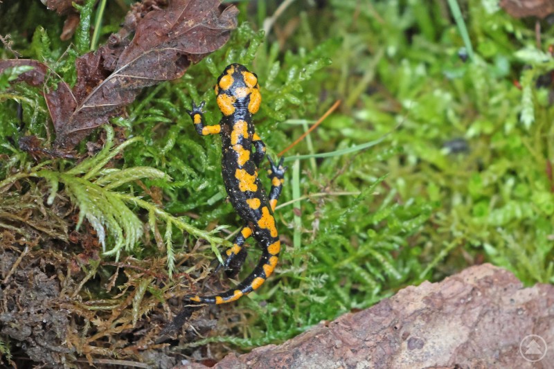 Ein Feuersalamander mit gelb schwarzer Zeichnung krabbelt &uuml;ber moosigen Waldboden.
