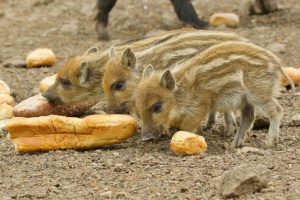 Nachwuchs im Nationalpark: Frühlingsgefühle im Bayerwald