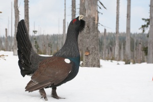 Das Auerhuhn-Schutzprojekt im Nationalpark