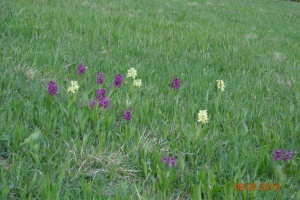 Vertragsnaturschutzprogramm: erstmals über 1 Mio. Euro in FRG