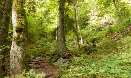 Vegetation der Hang- und Schluchtwälder