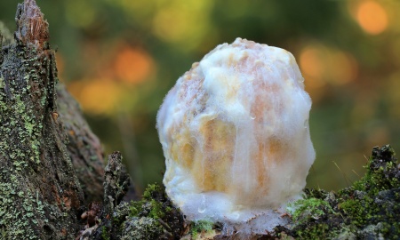 Naturgebilde im Zauberland