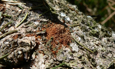 Keine Ferien für den Borkenkäfer – Pfingstschwarm erfordert schnelles Handeln