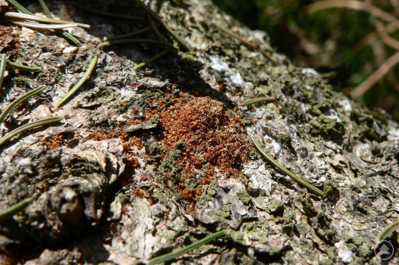 Frisches Bohrmehl vom Buchdrucker auf liegendem Fichtenholz – ein eindeutiger Hinweis auf Borkenkäferbefall. Nahaufnahme von braunem Bohrmehl des Borkenkäfers auf der Rinde eines liegenden Baumstammes, umgeben von Nadelstreu.