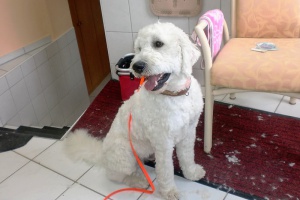 Hundesalon Scarlett: Du hast das Fell schön