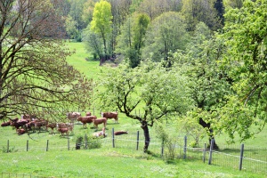 RegioMahl: Bio-Weidefleisch vom Habernberg Hof