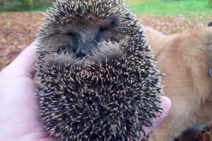 Hilfe für kleine Igel