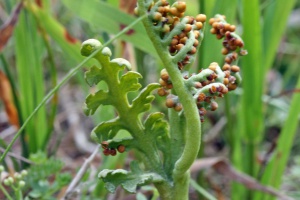 Beweidung hilft bedrohten Pflanzenarten