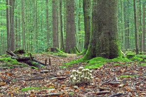 Erdsimmerling gesucht