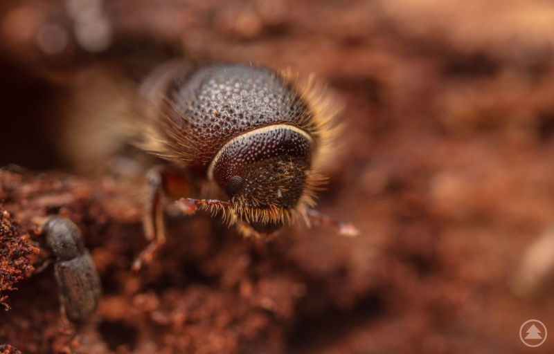 Der Borkenkäfer ist Thema beim wissenschaftlichen Vortrag am 18. Januar.
