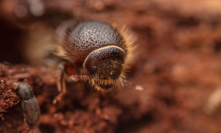 Borkenkäfer im Anthropozän – Herausforderungen und Lösungsansätze