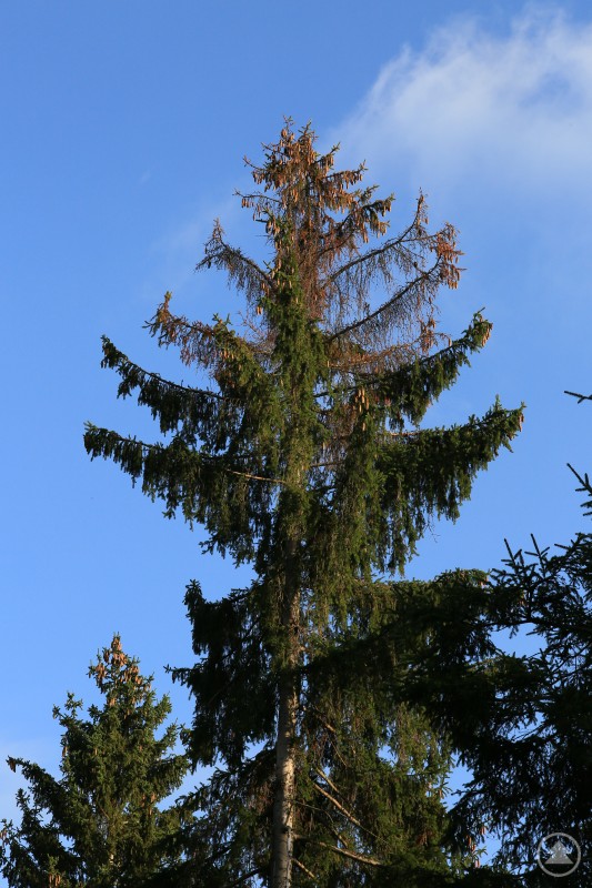 Vom Kupferstecher befallene Fichte mit deutlicher Kronenverfärbung. Kronenbereich einer Fichte mit braun verfärbten und absterbenden Zweigen unter blauem Himmel – typisches Schadbild durch den Kupferstecher.