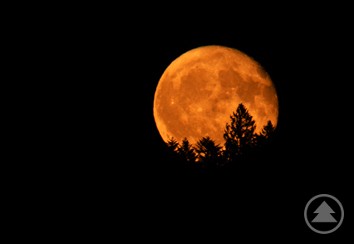 Das Bild zeigt einen sogenannten „Erdbeermond“ – einen besonders tiefstehenden, orangefarben leuchtenden Vollmond am Nachthimmel. Im Vordergrund sind die silhouettenhaften Umrisse von Baumwipfeln zu sehen, die sich deutlich vom leuchtenden Mond abheben. Das Bild ist stark kontrastreich und beeindruckt durch seine warme Farbgebung und die klare Komposition.