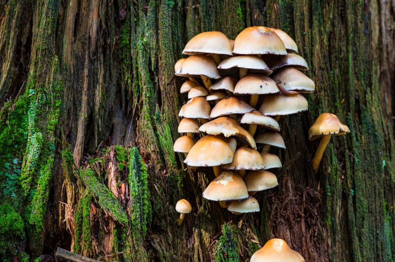 Flyer/Grafik zum Event: Pilzwanderung mit Peter Karasch 2025 am Mi., 13.08.2025 ab 16:00 Uhr