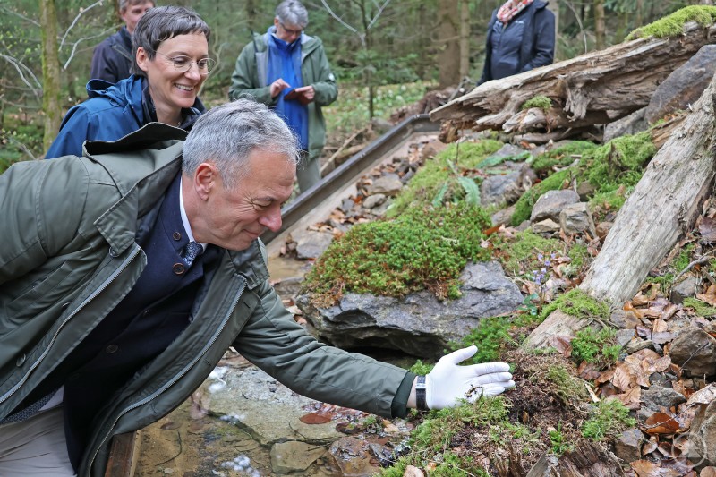 Eine Gelbbauchunke schwimmt in einem Wasserbecken und zeigt ihre typische gelb schwarze F&auml;rbung.