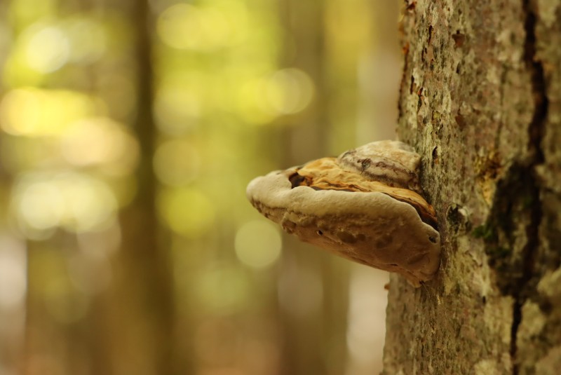 Eine leichte Meditative Wanderung rund um die Knotenbachklause findet am Dienstag, 13. August statt.