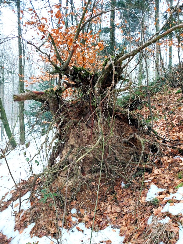 Wurzelteller bieten wertvolle Lebensräume für zahlreiche Tier- und Pflanzenarten im Wald. Ein umgestürzter Baum mit freigelegtem Wurzelteller in einem winterlichen Wald, umgeben von Laub und Schnee.