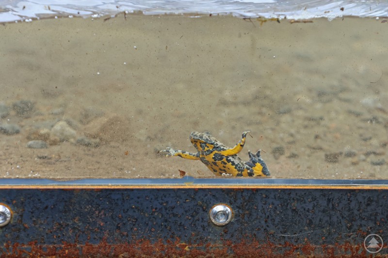 Ein Mann beugt sich vorsichtig zu einem Feuersalamander in einem naturnah gestalteten Gehege.