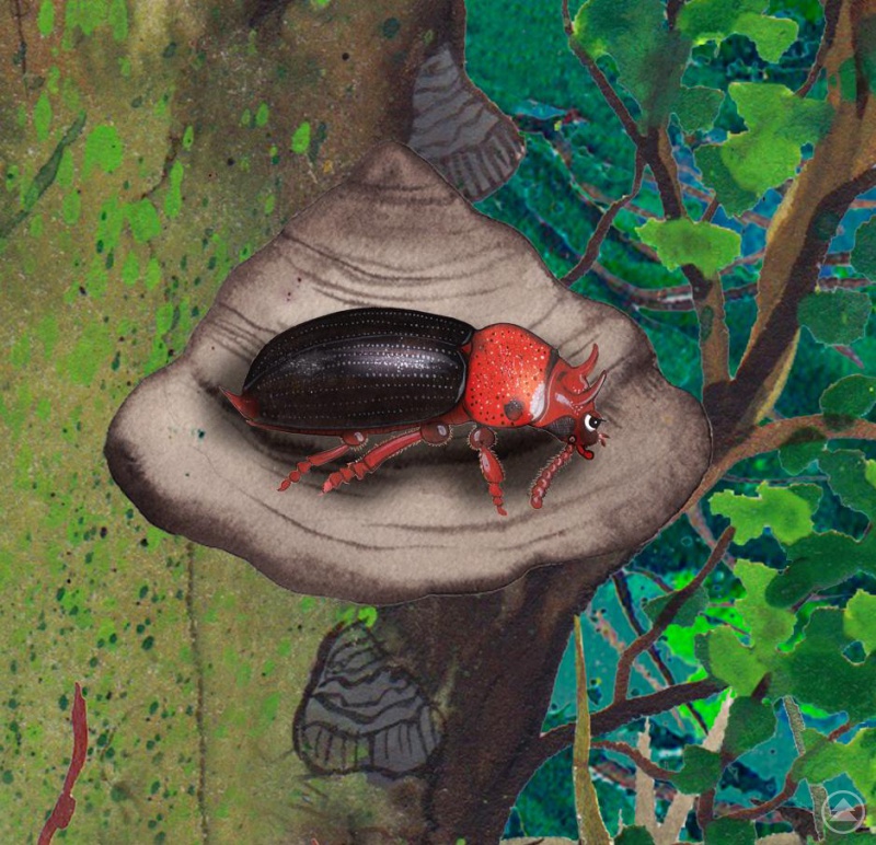 Um diese Illustration wird das Kinderbuch „Die wilden 14: Die unglaubliche Reise der Urwaldkäfer im Bayerischen Wald“ bei der angedachten Neuauflage ergänzt.